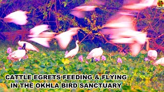 WildlifeNature Film Cattle Egrets Feeding In Okhla Bird Sanctuary Blackheaded Ibis Feeding India [upl. by Levan]