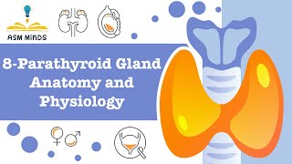 parathyroid gland Anatomy and physiology by ASM Minds [upl. by Ledah547]