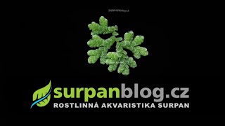 Azolla caroliniana Fairy moss  Azola karolínská  Akvarijní rostliny  SURPANcz [upl. by Schmitt]