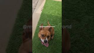 Allie That Staffy English Bulldog Mix happydog dog puppy cute [upl. by Najib435]