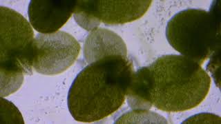 Duckweed macro time lapse [upl. by Ninazan]