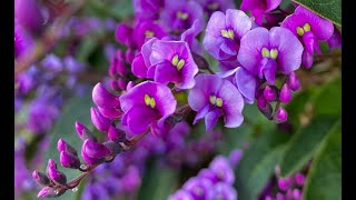 False Sarsaparilla – Hardenbergia Violacea [upl. by Mines]