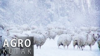 Agro kutak  Briga o životinjama zimi  24012017 [upl. by Ruperto]