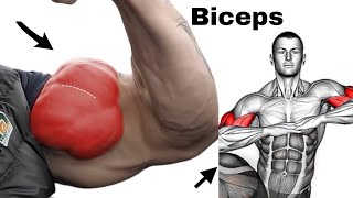 Exercises to increase biceps with dumbbell [upl. by Aromas]