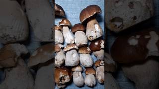 Steinpilz Boletus  Der König der Pilze pilze natur lecker [upl. by Walford]