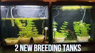 Two New Breeding Tanks [upl. by Peppy879]