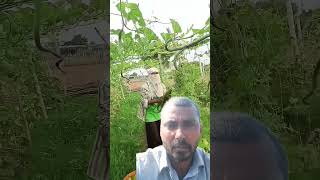 Sabse taji sabji kishan 123kishan hervester gardenplants vegetables farming farmer [upl. by Llyrrad]