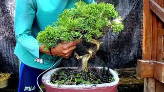 membentuk gerak bonsai cemara sinensis [upl. by Ashford]