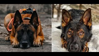 German Shepherds vs Belgian Malinois The Ultimate Family and Work Dogs [upl. by Thissa]