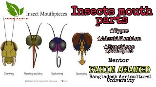 Learning Insect Mouthparts Types [upl. by Nnaeirual]