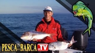 Come imparare a pescare i dentici Dentex dentex  parte 3 di 3  Pesca dalla Barca TV [upl. by Parsaye]