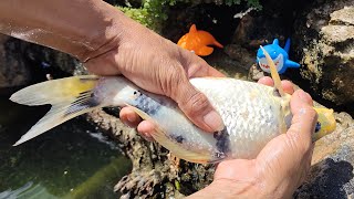 Fishing Toys Fish in Koi Fish Pond Chef Fish Ornamental Fish Sharks Dolphins Octopus Part126 [upl. by Bobine213]