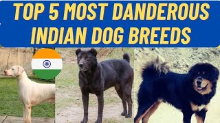 Top 5 Most Dangerous Indian Dog Breeds  Indian Dog Breeds In HIndi [upl. by Tam]