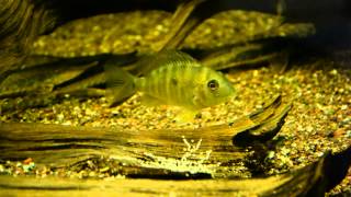 Brutpflege Gymnogeophagus balzanii [upl. by Ahtivak]