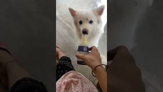 Chiku Luteron ka Lutera 😄🐾 love cute funny fyp viralvideo dogs ytshorts comedy youtube [upl. by Chevalier]