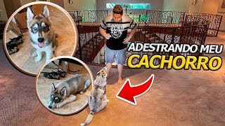 ENSINANDO COMANDOS PARA O MEU HUSKY ‹ Rabicó › [upl. by Shaer]