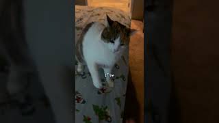 I think my cat likes dabbing me up shorts sub subscribe shortsvideo cat animalsubs [upl. by Lotta]