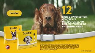 SCALIBOR  Collier antiparasitaire pour chien [upl. by Eatnom]