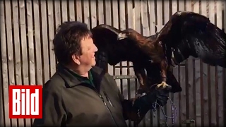 Steinadler quotSchorschiquot liebt die Sonne – Frühlingsbote [upl. by Kotta]