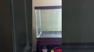 What should I put in this 65 gallon tank [upl. by Nnyletak]