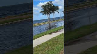 Massive Tree Fell from Hurricane Milton amp Flooded Seminole Boulevard amp Lake Monroe Riverwalk [upl. by Adekam]