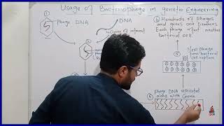 Usage of bacteriophage in genetic engineering  11th biology [upl. by Erimahs955]