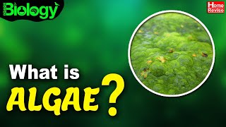 What Is Algae  Types of Algae  Biology  Home Revise [upl. by Parthen]