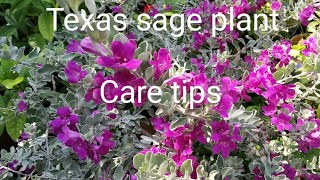 Tips to grow texas sage in potsதமிழில் English subtitle mygardenvoice tamil [upl. by Yneffit]