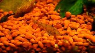 Pitbull PlecoParotocinclus jumboLDA25 [upl. by Inahpit]