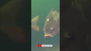 Why Mangur Fish Banned in India  facts new trending primefactshindi [upl. by Marchall]