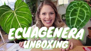 Ecuagenera Unboxing  First Plant Import Anthurium amp Philodendron [upl. by Galateah]