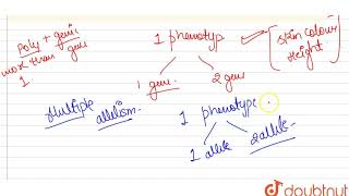 a Explain Polygenic inheritance and Multiple allelism with the help of suitable examples [upl. by Eissoj214]