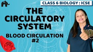 Circulatory System Class 6 ICSE Biology  Selina Chapter 6  Blood Circulation 2 [upl. by Ttocs]