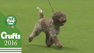 Best of Breed  Lagotto Romagnolo  Crufts 2016 [upl. by Nylhtak745]