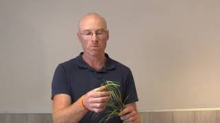 Grass Weed Identification Part 3  Sterile Barren Brome Bromus Sterilis [upl. by Saitam20]