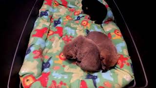 Shiba Inu Puppy Cam  KTeam  Day 17  AM [upl. by Enowtna]