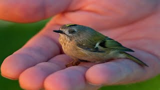 Top 10 Smallest Birds in the world BEAUTY OF NATURE 4K [upl. by Dewitt733]