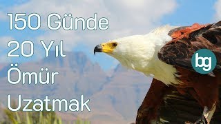 Ömrünü 20 Yıl Uzatmayı Öğrenen Kartallar [upl. by Emie]