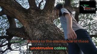 What is Tree Cabling and When is It Necessary [upl. by Jowett]