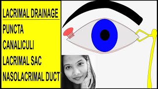 Anatomy of Lacrimal Drainage System  Puncta Canaliculi Sac amp Nasolacrimal Duct [upl. by Ennaillek747]