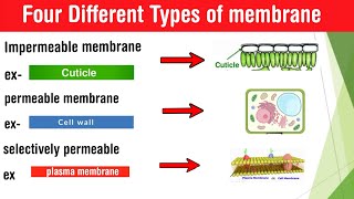 Types of membrane  semipermeable selectively permeable permeable impermeable membrane in Hindi [upl. by Enorel]