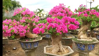 Bonsai hoa giấy khủng nhất miền trung [upl. by Amargo629]