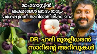 മാംഗോസ്റ്റീ൯ നട്ട് ലക്ഷങ്ങൾ ലാഭമുണ്ടാക്കാൻ അറിഞ്ഞിരിക്കേണ്ട പ്രധാന കാര്യങ്ങൾ mangosteen farming [upl. by Suzette607]