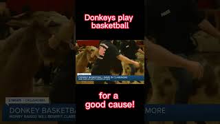 Donkey Basketball [upl. by Venita865]