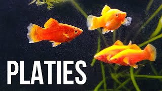 Platy Fish – Best Beginner Livebearer [upl. by Ajak]