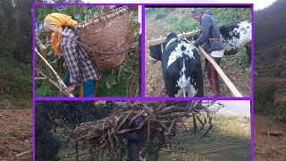 There is a wave of plowing with the help of oxen in the hilly areas of the western region of Nepal [upl. by Faunie]