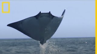 El banco de MANTARRAYAS más numeroso jamás filmado  National Geographic en Español [upl. by Lamar809]