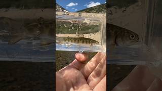 Denver to Utah Baby Brook trout [upl. by Robbert]