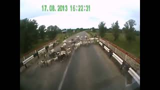 18 Truck crashes into goat crossing the road in Russia [upl. by Rehptosirhc434]