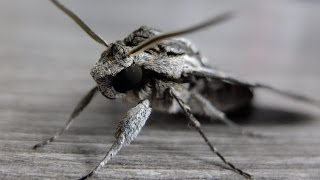 Agrius convolvuli  Hawk Moth  Windenschwärmer [upl. by Asecnarf30]